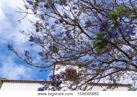 Beautiful purple Jacaranda tree in park, closeup Jacaranda mimosifolia