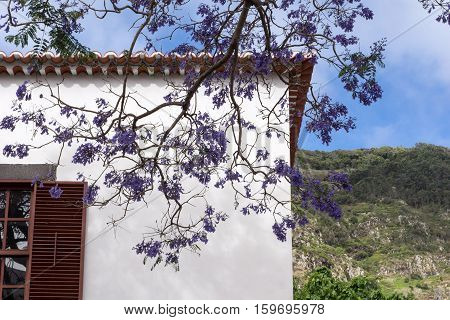 Beautiful purple Jacaranda tree in park, closeup Jacaranda mimosifolia