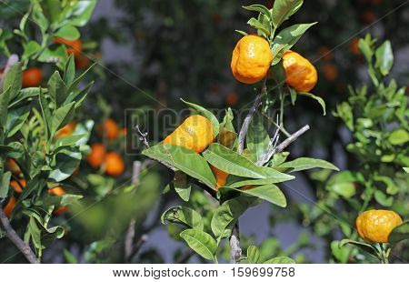Orange Clementines In A Lush Orchard Of Orangery