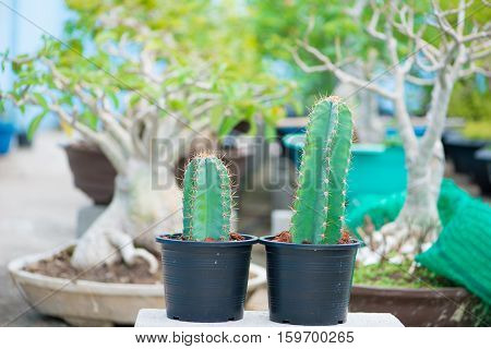 Closed up cactus in flower pot on nature background