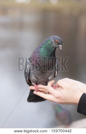 pigeon sitting on a human hand closeup