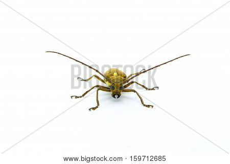 Long-horned Beetle (Dorysthenes walkeri Waterhouse) and wings with yellow polka dots on white background