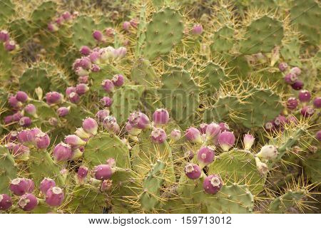 Flora Of Gran Canaria - Opuntia Stricta
