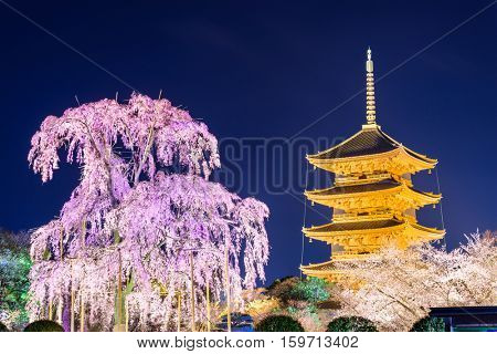 Kyoto, Japan at Toji Pagoda in spring.