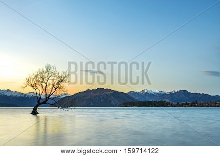 Tree during sunset at Wanaka Lake New Zealand