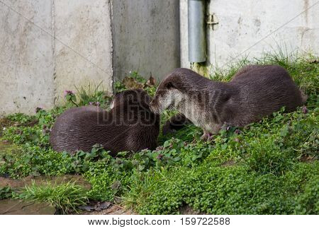 A pair of curious European otters On the meadow