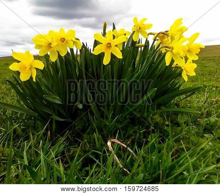 Isle of daffodils in the middle of the field