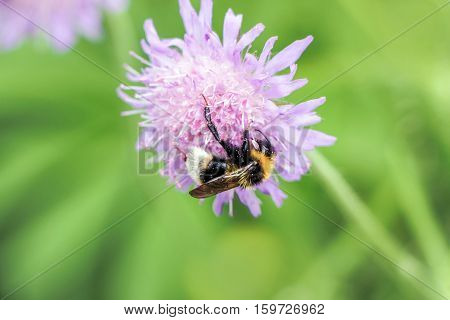 close up of humble bee on pink flower
