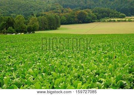 Green field with crop in Germany in summer.