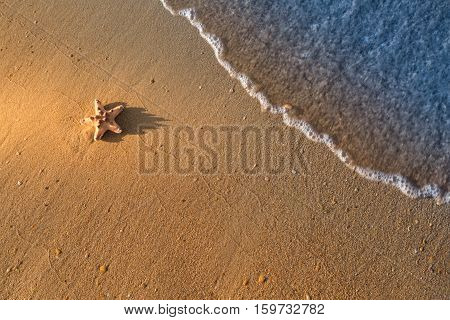 Starfish is lying on the wet sand at the beach
