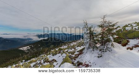 Pines and gorgan covered with snow at the top of the mountain. Carpathians