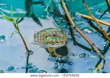 pool frog in a pond covered with duckweed densely water