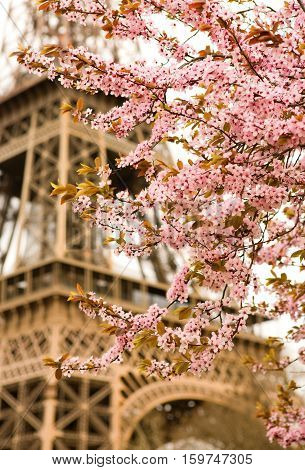Spring In Paris. Bloomy Cherry Tree And The Eiffel Tower. Focus On Flowers