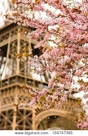 Spring In Paris. Bloomy Cherry Tree And The Eiffel Tower. Focus On Flowers