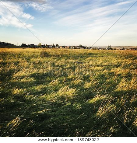 Prairie grass field in spring at sunset with trees, buildings, blue sky and white clouds background. Shadows on grass in foreground.  Bright prairie sky and wheat grass in field.