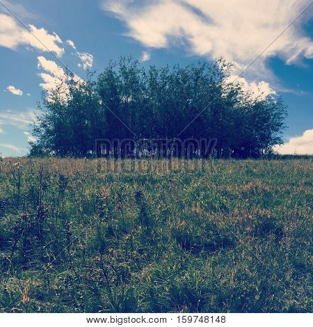 Trees and field landscape. Bright blue sky and big bright white clouds over isolated group of trees on hill in grass field. Lush dark green grass, tall thick trees summer field landscape view.