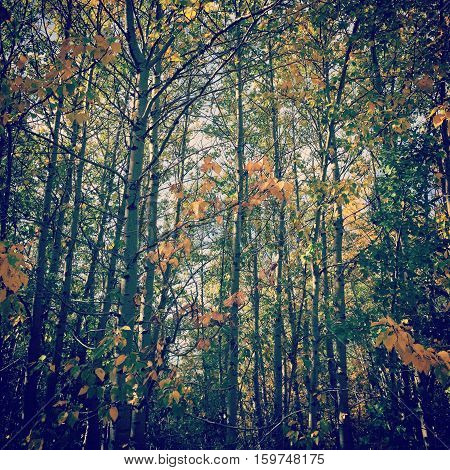 Closeup of colorful autumn forest trees.  Tall skinny colorful trees in woods with blue sky and clouds through trees in background.  Green, golden yellow, bright orange leaves on branches.  Forest landscape.