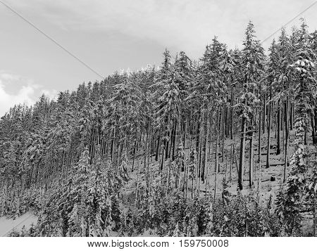 Afternoon light fading into evening and lighting the tips of snow covered fir trees on a winter day in the Deschutes National Forest.