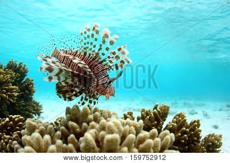 Lionfish or scorpions fish swimming near coral reef in clear tropical waters in front of Mataking island Malaysia