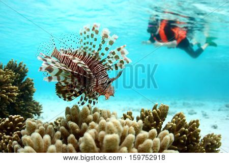 Lionfish or scorpions fish swimming near coral reef in clear tropical waters in front of out of focus old Asian woman diver indo-pacific ocean.