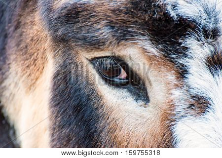 The big Eye of the Donkey Animal