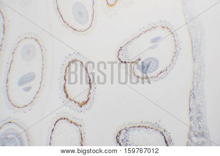 Cell Microscopic