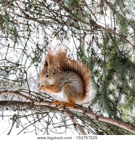 Fluffy Red Squirrel Sitting On Fir-tree Branch With Nut In Its Paws