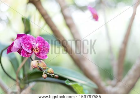 close up beautiful white nature orchid flowerselective focus.