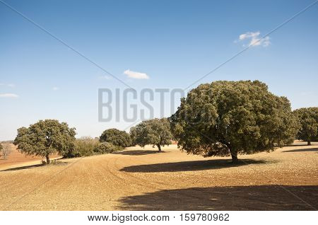 Dehesa in an agricultural landscape. Photo taken in Brea de Tajo Madrid, Spain