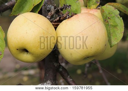 Yellow Antonovka apples on apple tree branch. Russia.
