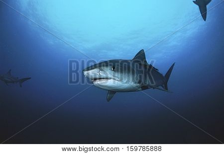Tiger Shark (galelcerdo cuvieri), underwater view