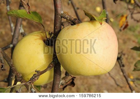 Yellow Antonovka apples on apple tree branch. Russia.