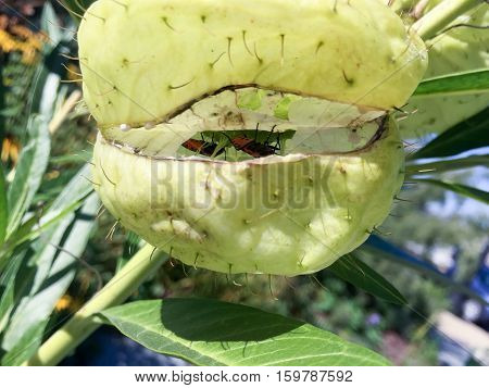 Milkweed Bug In A Green Plant