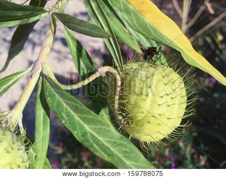 Milkweed Bug In A Green Plant
