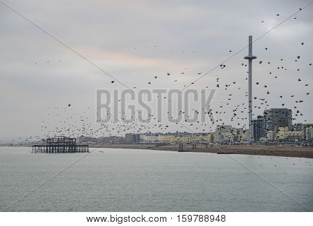 Amazing Spectacle Of Starlings Birds Murmuration Flying Over Sea In Winter