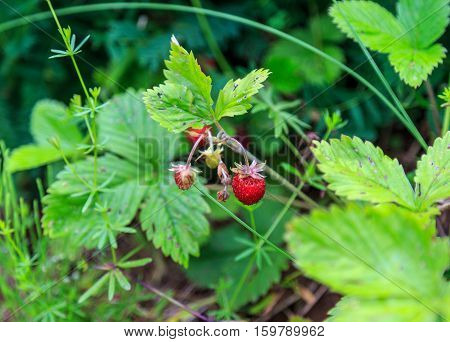 Strawberries growing in the woods, focus on foreground