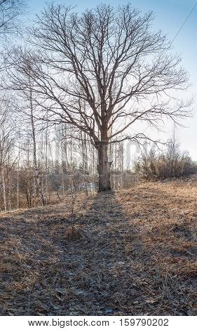 Oak tree without leaves in early spring on the sky background