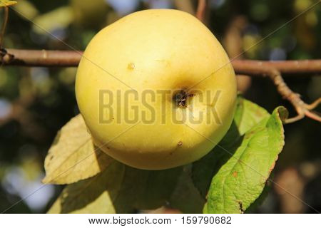 Yellow Antonovka apple on apple tree branch. Russia.