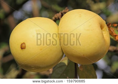 Yellow Antonovka apples on apple tree branch. Russia.
