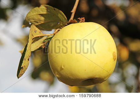 Yellow Antonovka apple on apple tree branch. Russia.