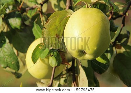 Yellow Antonovka apples on apple tree branch. Russia.