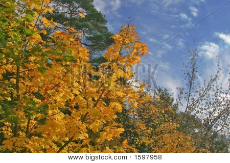 紅葉のメープル