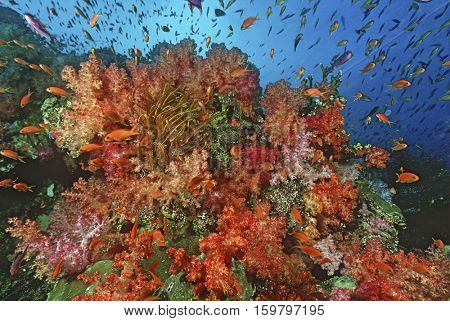 School of sea goldies amongst soft coral reef