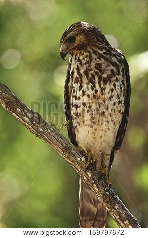 Merlin (Falco columbarius) perching on branch