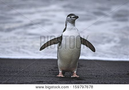 Chinstrap Penguin (Pygoscelis antarcticus) at seashore