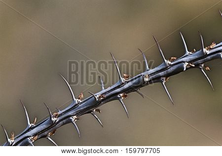 Thorny branch of Ocotillo (Fouquieria splendens), close-up
