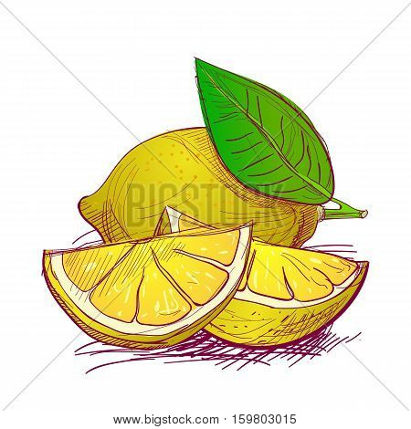 Lemons are hand-drawn. Vector color illustration of the fruit.