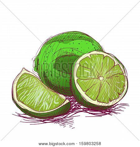 Limes are hand-drawn. Vector color illustration of the fruit.