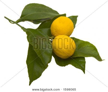 Citroner 