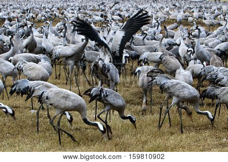 migratory birds in a national bird sanctuary Hula is located in northern Israel